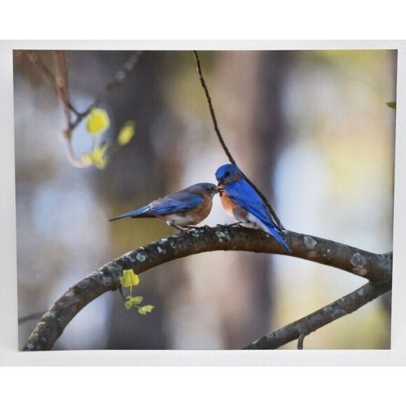 Set 3 Bird Prints by Jeff Partridge Bluebird & Cardinal Nature Photography 8x10 - Picture 3 of 4